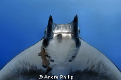 face to face with a mobula ray by Andre Philip 